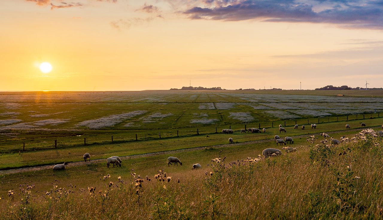 Foto eines Landstrichs mit Schafen